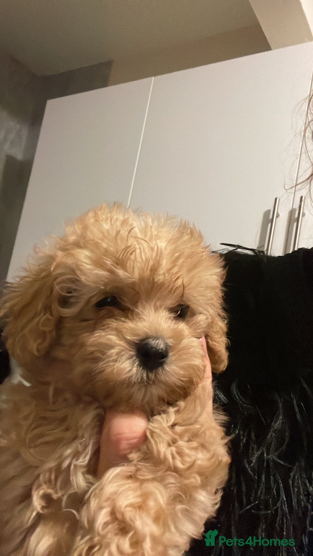 Toy Poodle dogs for sale: Stunning tiny toy poodles  - Advert 2