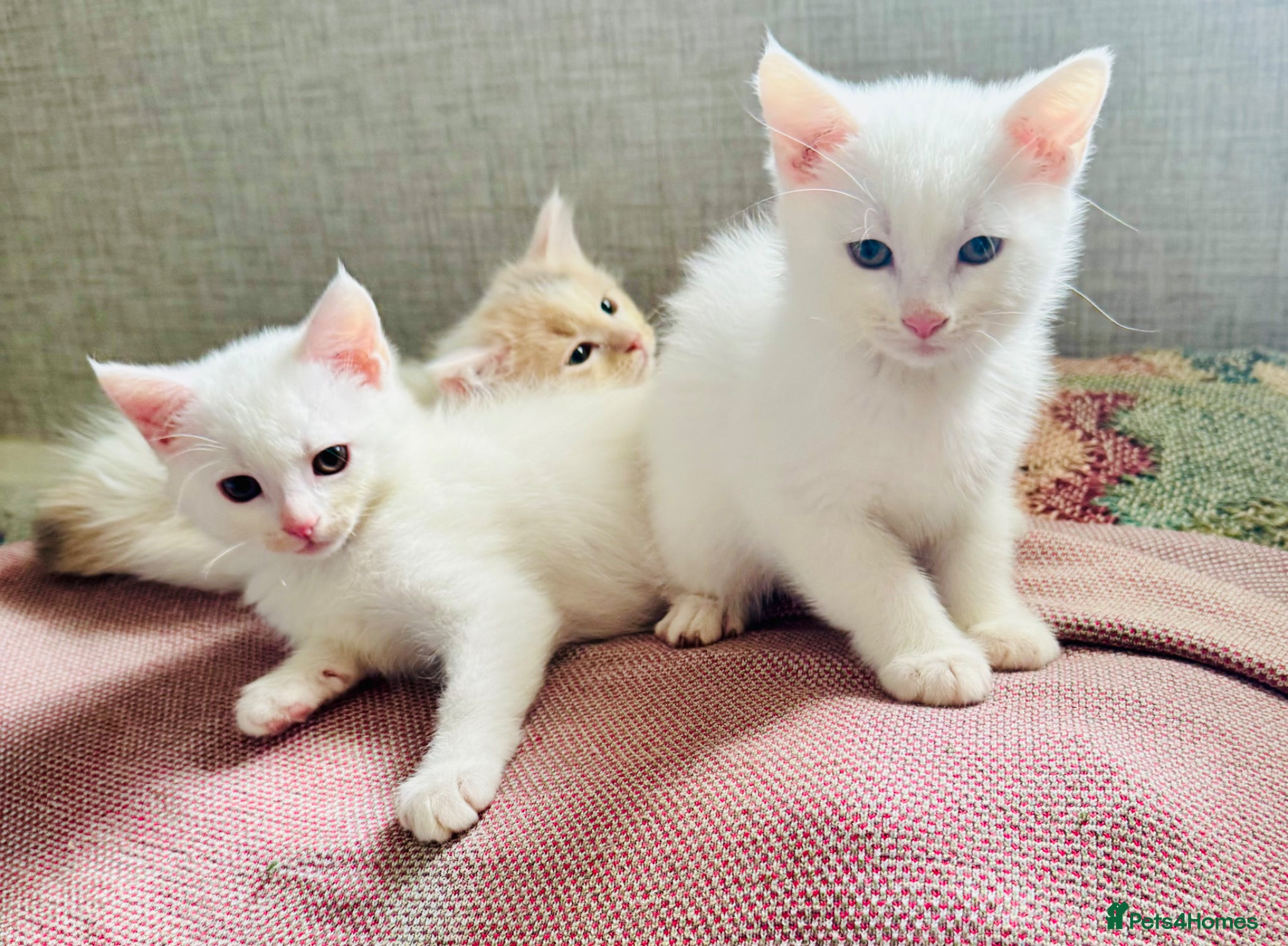 Munchkin cats Twin brothers  - Advert 2