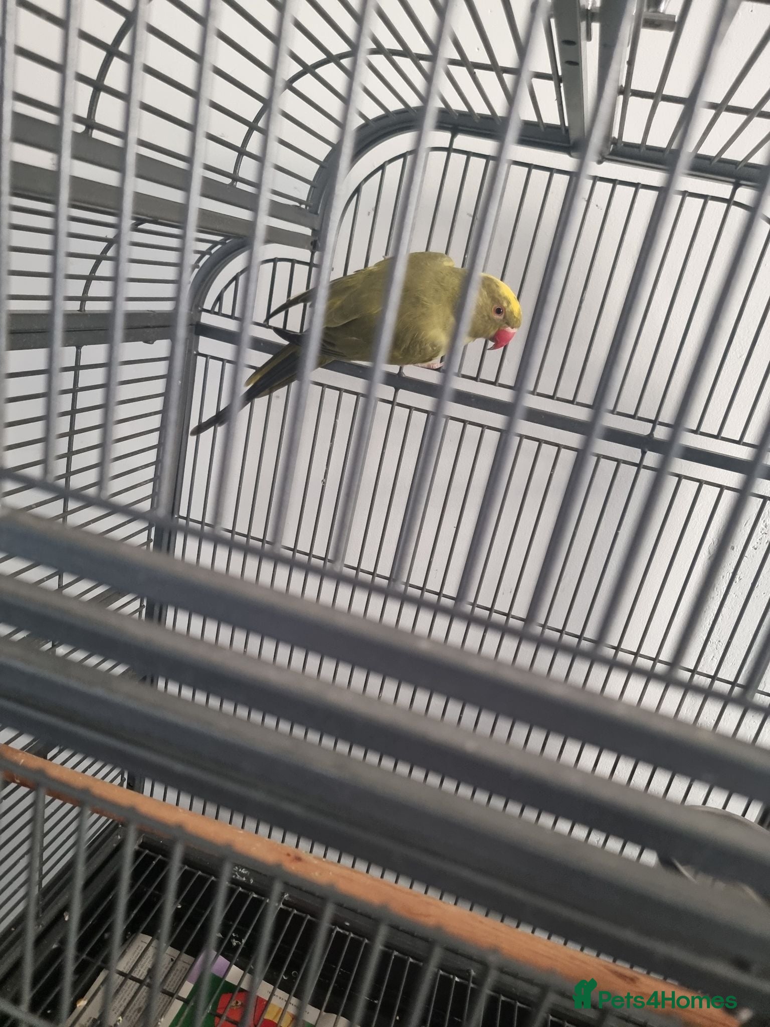 Parrots birds Beautiful female  pied ringneck talking parrot  - Advert 10