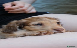 Miniature Dachshund dogs for sale: Miniature dachshunds - READY TO GO - Image 15