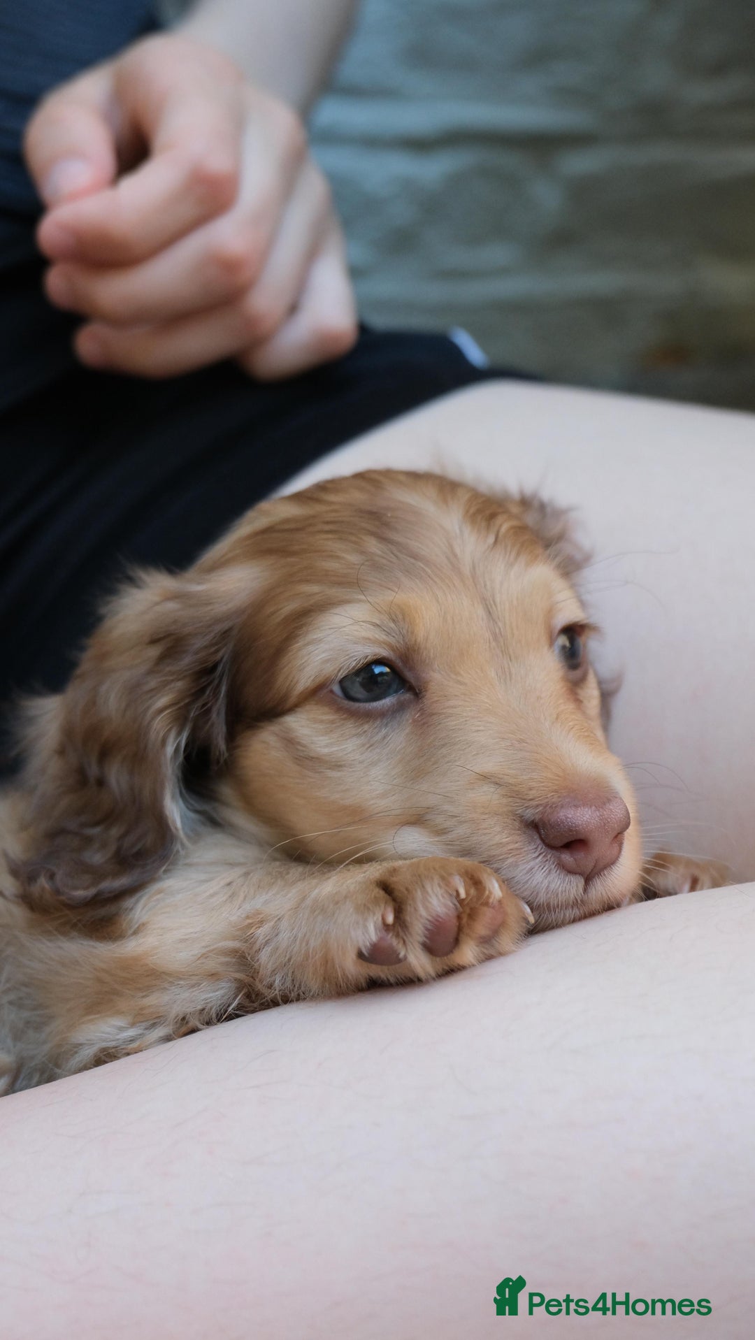 Miniature Dachshund dogs for sale: Miniature dachshunds - READY TO GO - Image 15