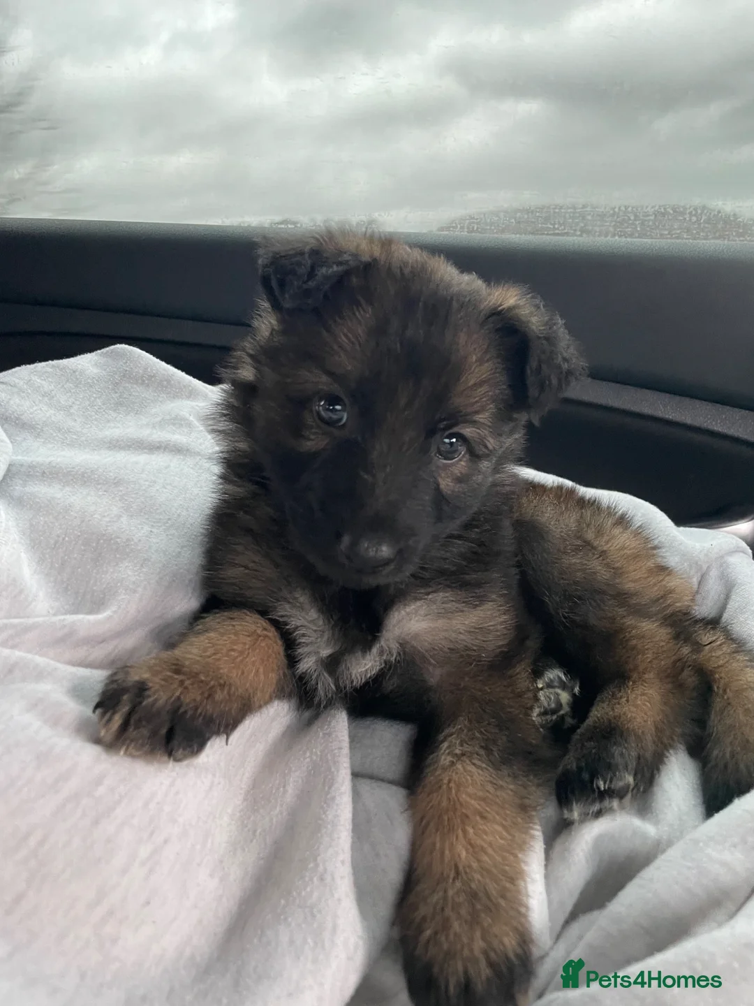 German Shepherd dogs for sale: Female german shepherd  in Derby - Advert 2