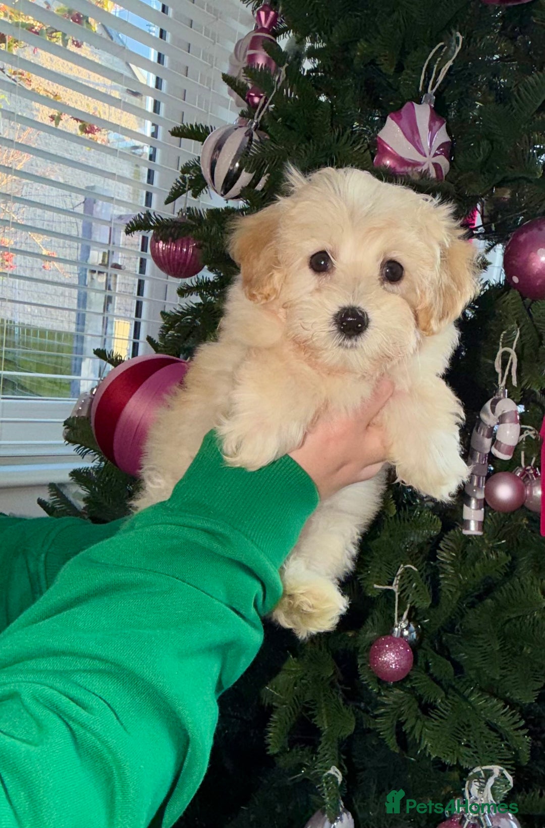 Maltipoo dogs for sale: F1 tiny Maltipoo Puppies 2 girls remaining!! - Advert 5