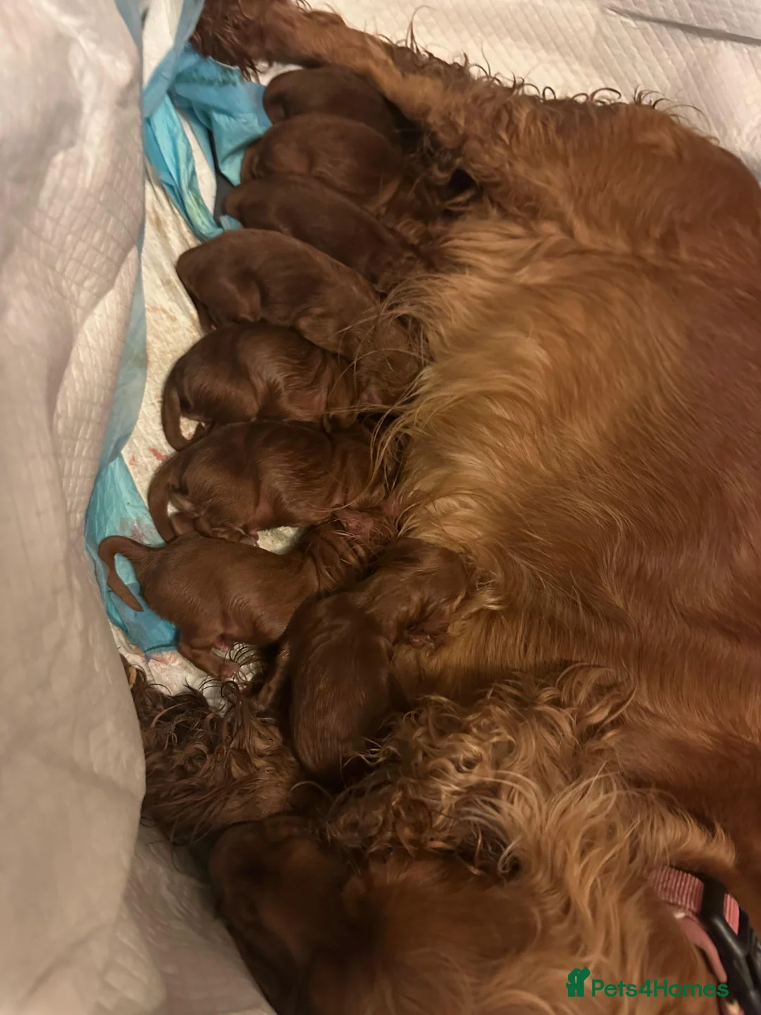Cocker Spaniel dogs for sale: Stunning Cocker Spaniel puppies - Advert 7