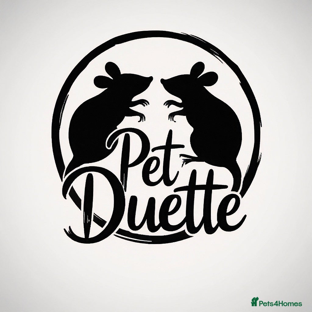 Rat rodents JAN: 27 Rats (21 Rats: 10 Boys & 11 Girls Left) - Advert 20