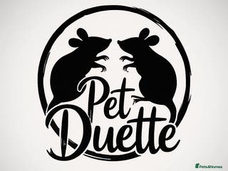 Rat rodents JAN: 27 Rats (21 Rats: 10 Boys & 11 Girls Left) - Advert 5