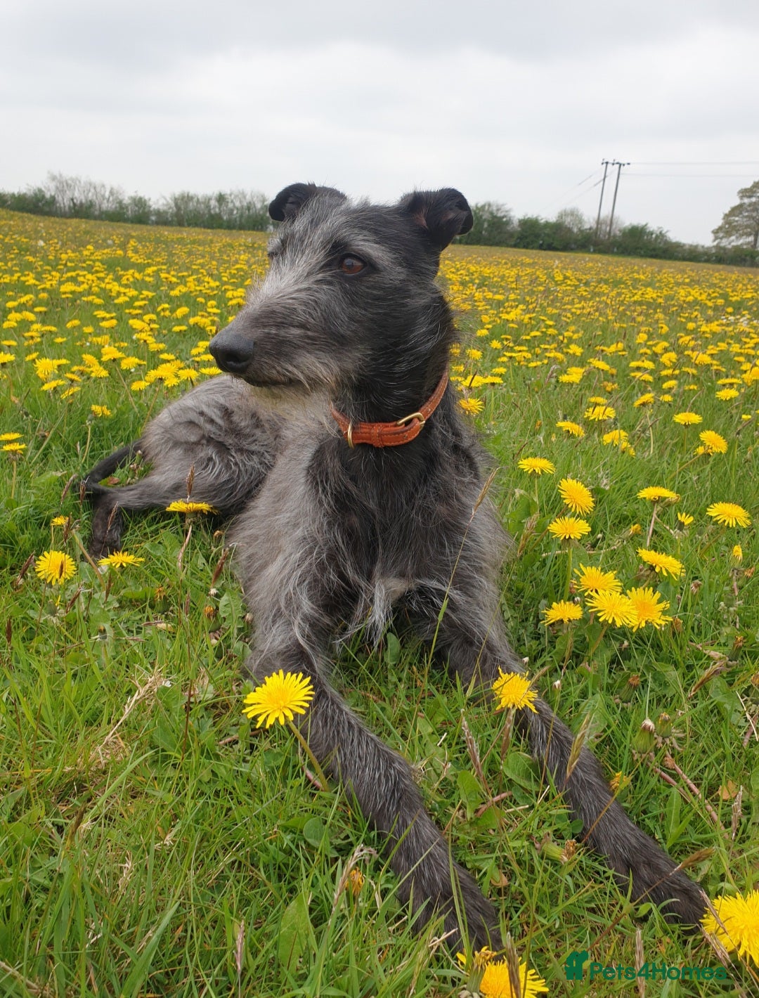 Lurcher dogs Lurcher - Advert 2