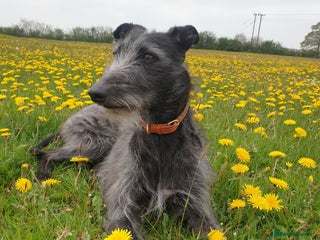 Lurcher dogs Lurcher - Advert 2