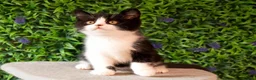 British Shorthair cats for sale: STUNNING BSH KITTENS! in Derby - Advert 5