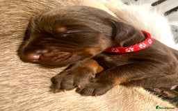 Dobermann dogs for sale: KC REGISTERED HEALTH TESTED DOBERMAN PUPS - Image 35