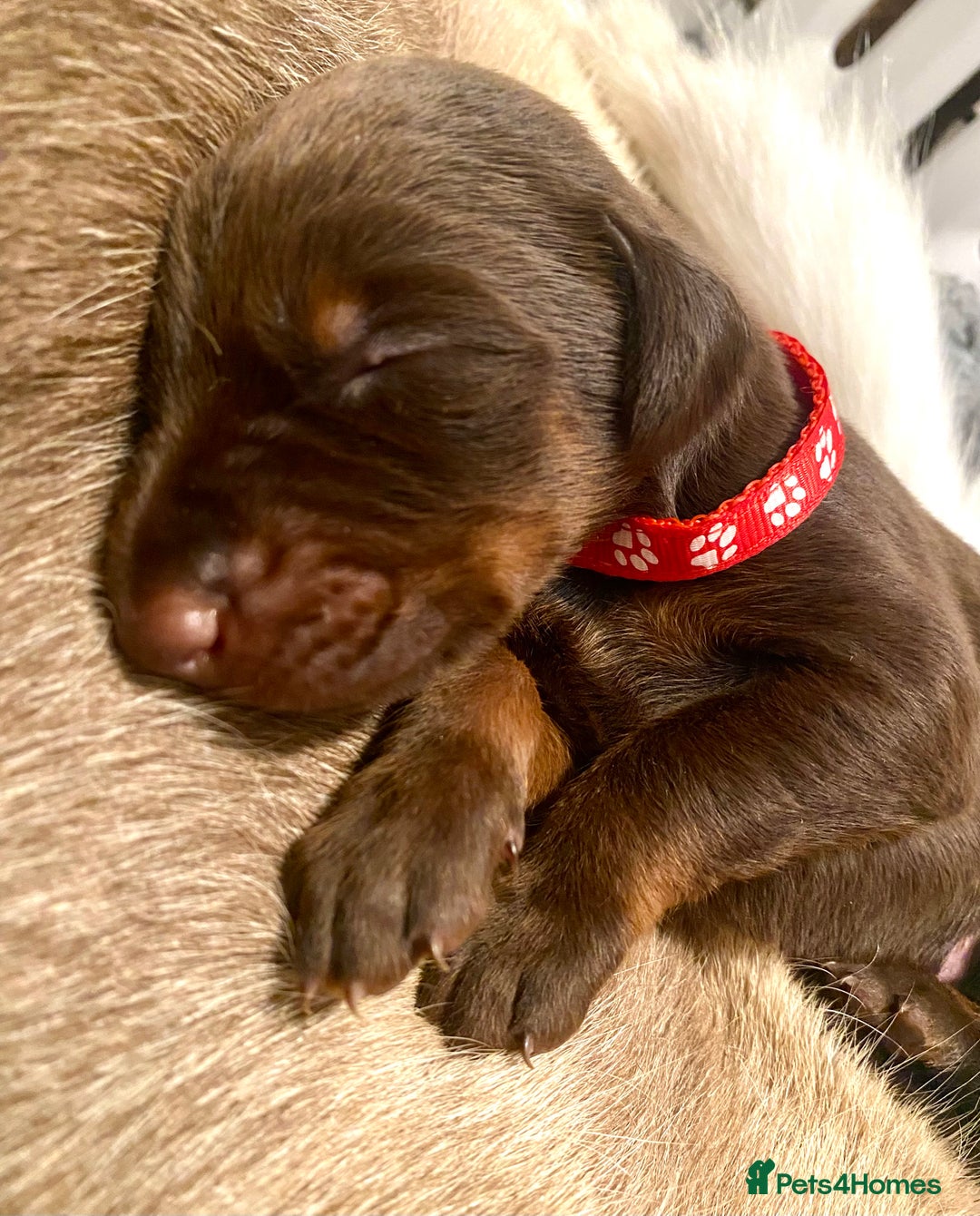 Dobermann dogs for sale: KC REGISTERED HEALTH TESTED DOBERMAN PUPS - Image 35