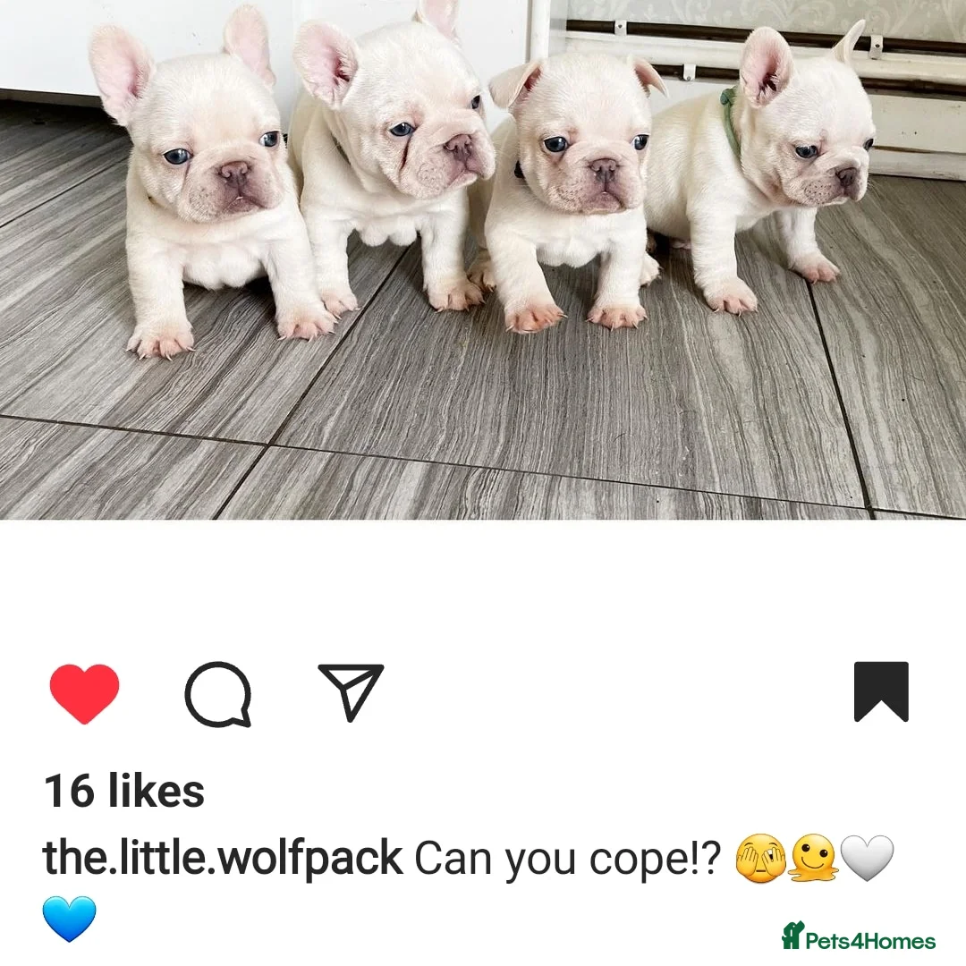 French Bulldog dogs for stud:  💥Amazing structure and quality! in Ebbw Vale - Advert 39