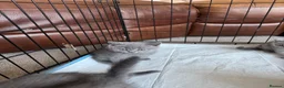 British Shorthair cats for sale: British short hair kittens - Advert 9