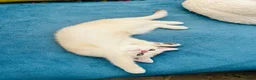 Scottish Fold cats for sale:  Kittens Ready for Their Forever Homes - Advert 9