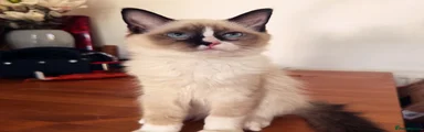 Ragdoll 4