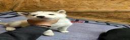 Siberian Husky dogs for sale: 4 boys siberian husky puppies available  - Advert 6