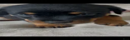 Rottweiler dogs for sale: Stunning litter of Rottweiler babies  - Advert 8