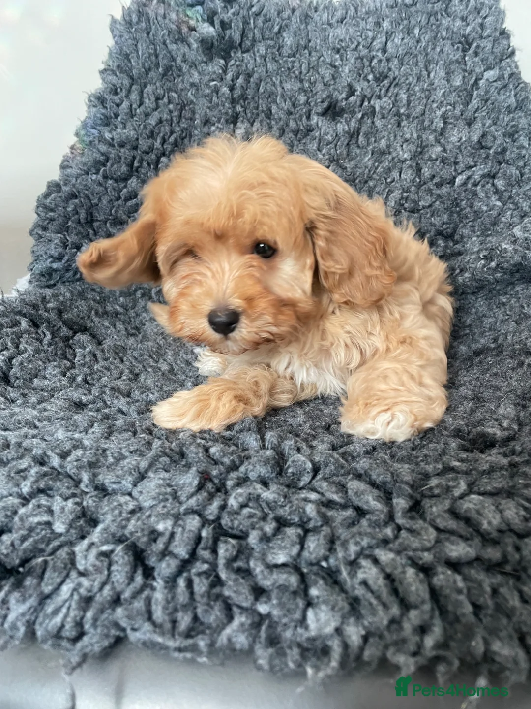 Cavapoo dogs for sale: Red f1b Cavapoo’s  in Wolverhampton - Advert 11