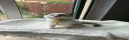Ragdoll cats for sale:  TICA Quality Beautiful ragdoll kittens 😻🌟 - Advert 27