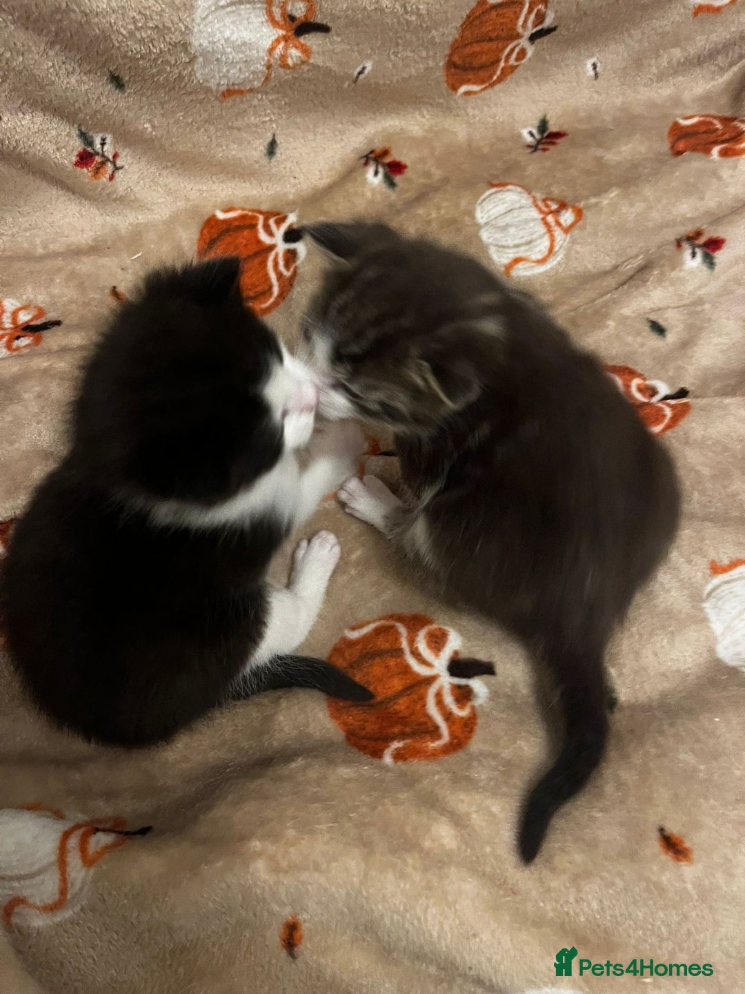 Mixed Breed cats for sale: 2 adorable little cat puppies - Advert 12