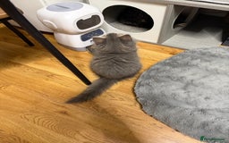Persian cats for sale: Gorgeous Persian Cross Kittens - Image 10