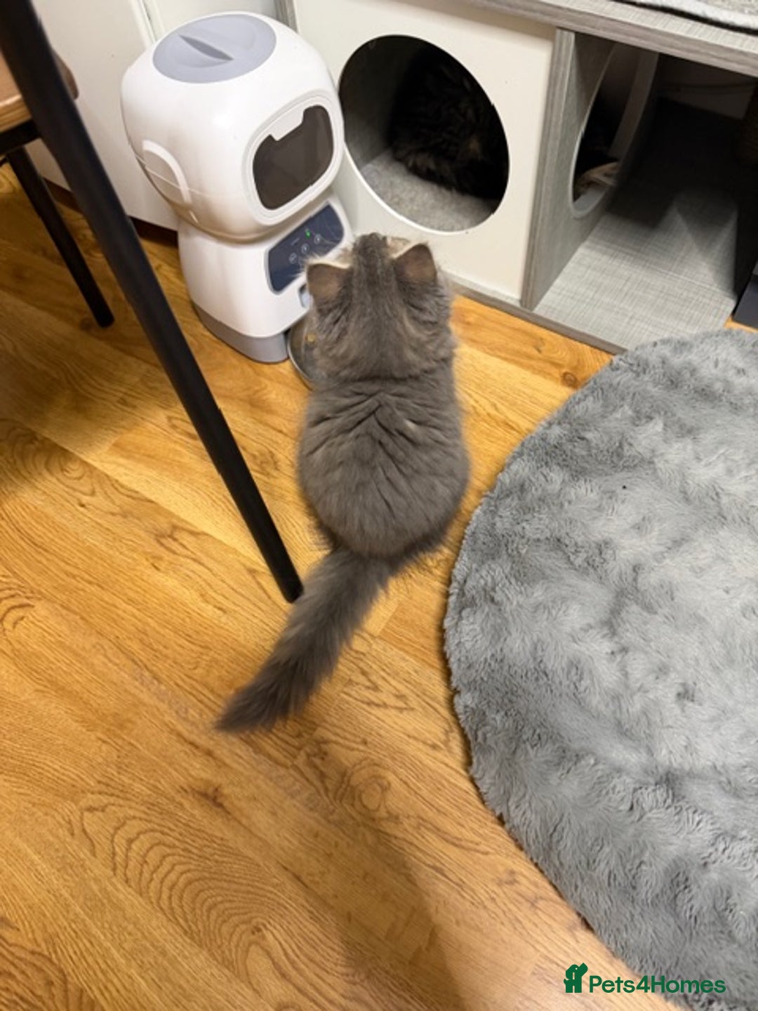 Persian cats for sale: Gorgeous Persian Cross Kittens - Image 10