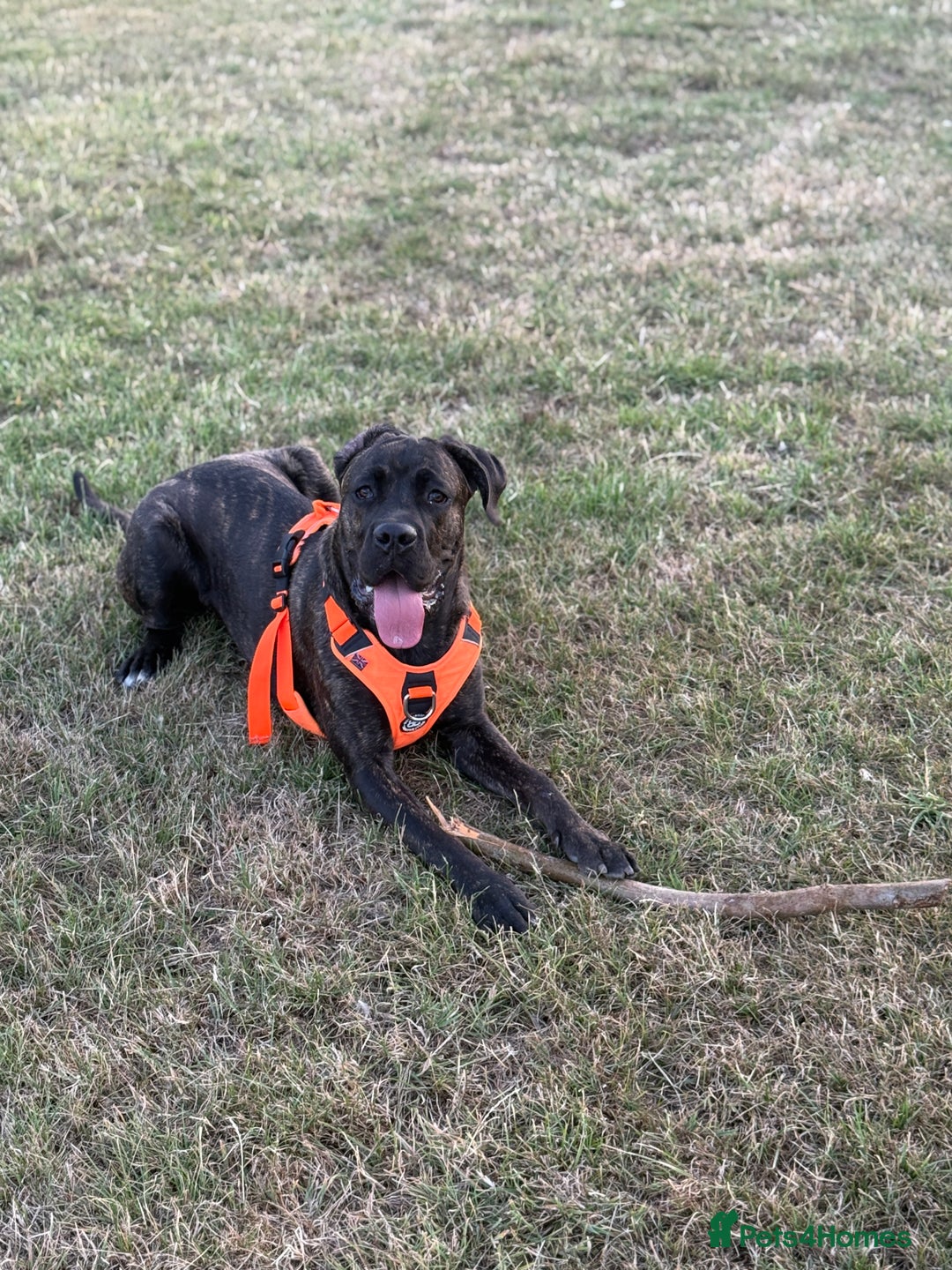 Cane Corso dogs for sale: Cane Corso 8 months old  - Image 3