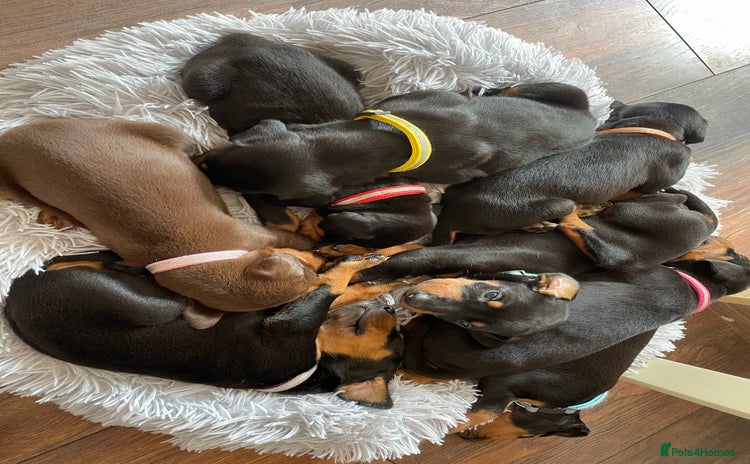 Dobermann dogs - Advert 1