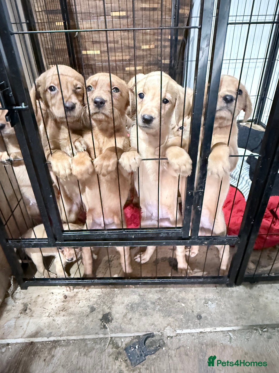 Labrador Retriever dogs for sale: KC Breeder Fox Red Labrador Puppies for sale. - Advert 4