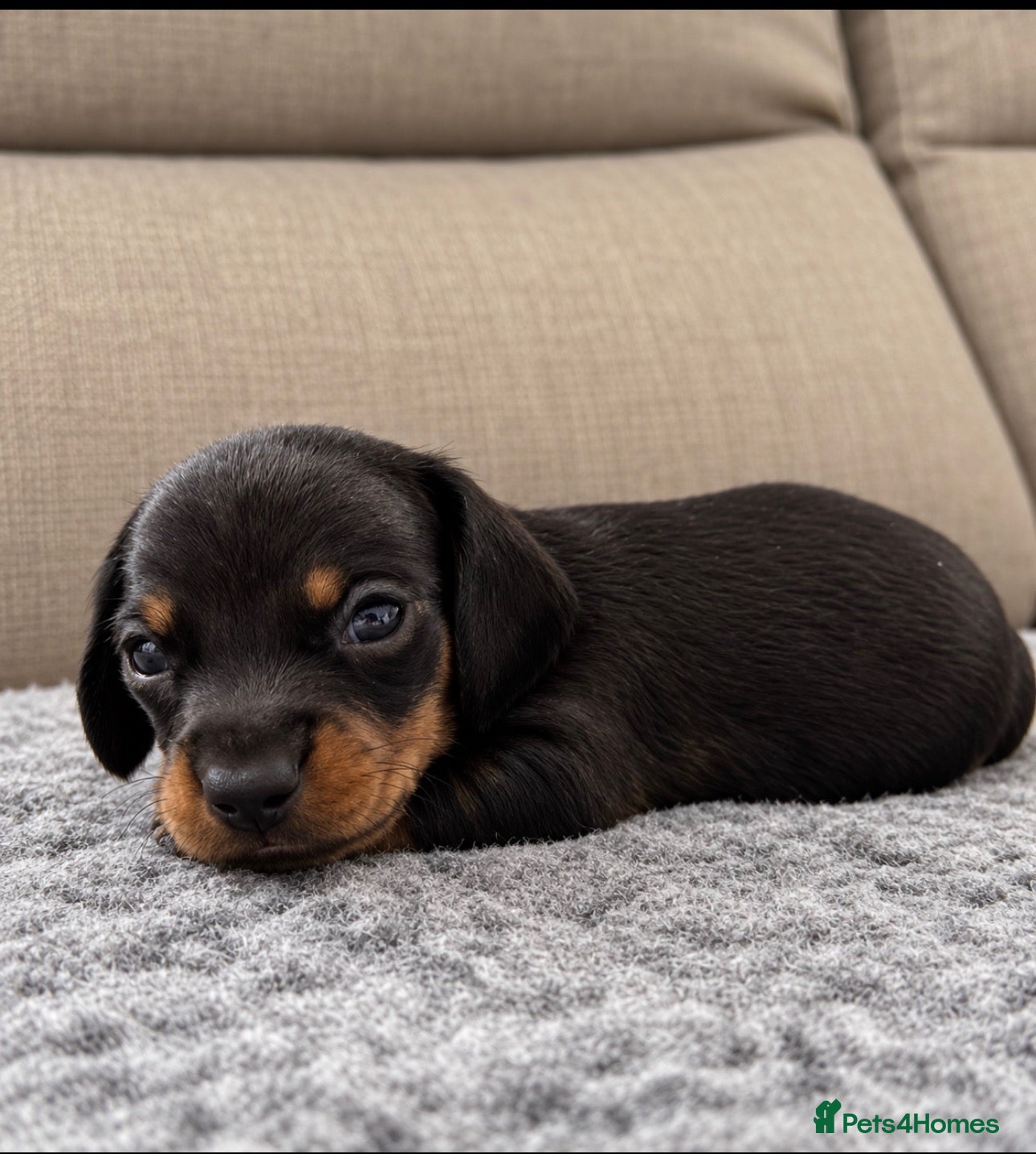 Miniature Dachshund dogs for sale:  Miniature Dachshund Puppies  - Advert 2
