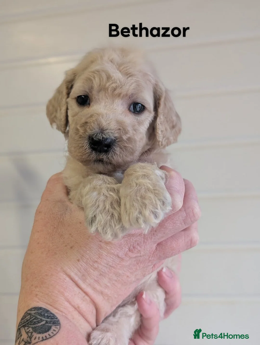 Goldendoodle dogs for sale: Unique goldendoodle puppies  - Advert 2