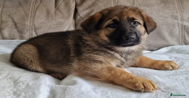 German Shepherd dogs - Advert 13