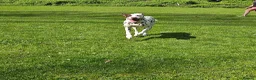 Dalmatian dogs for sale: Beautiful KC Registered Dalmatian Puppies - Advert 3