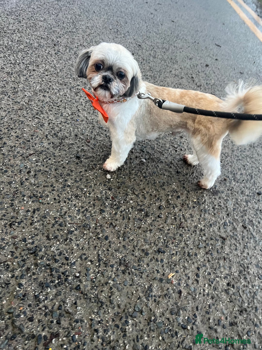 Shih Tzu dogs for stud: Imperial shih tzu stud ( miniature shih tzu )  - Advert 7