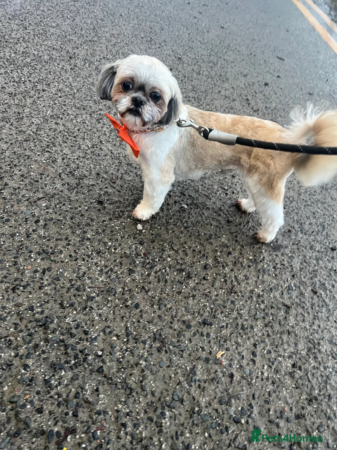 Shih Tzu dogs for stud: Imperial shih tzu stud ( miniature shih tzu )  - Advert 7