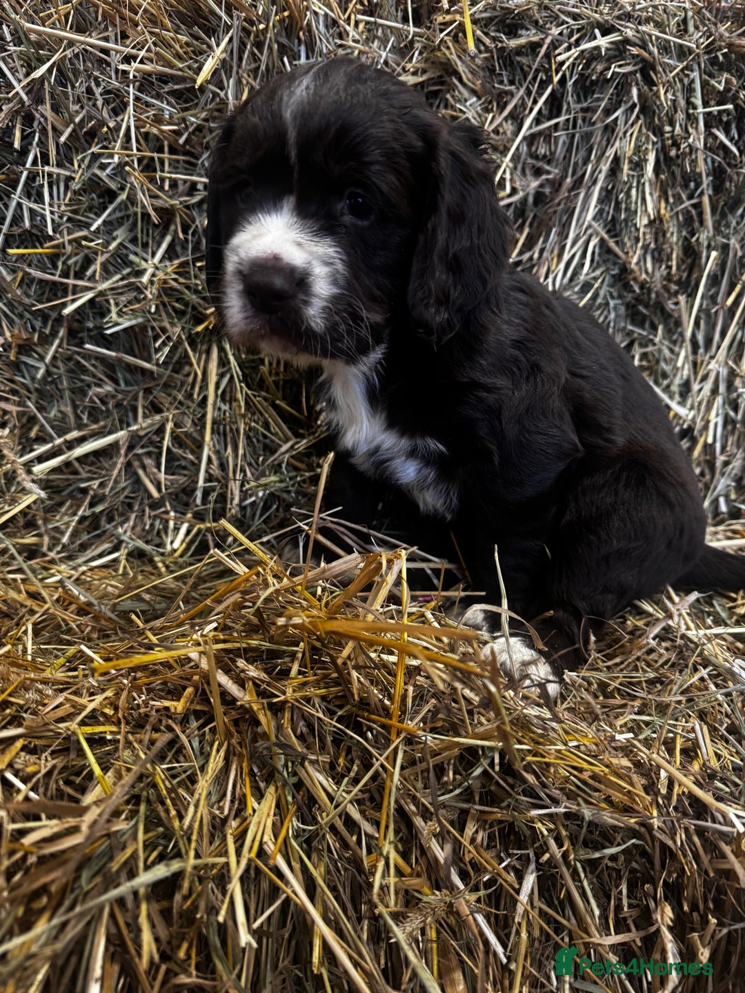 Cocker Spaniel dogs for sale: Health Tested Clear KC Registered Working Cockers - Advert 9