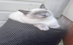 Ragdoll cats for sale: traditional Mitted ragdoll’s - Image 10