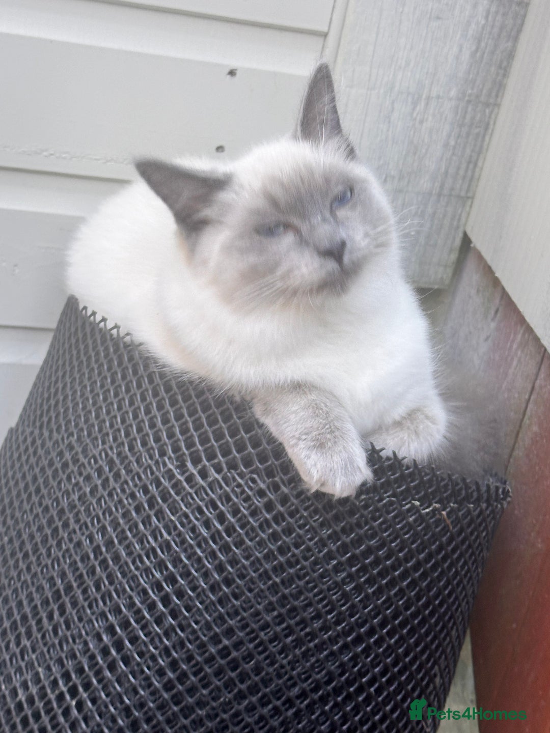 Ragdoll cats for sale: traditional Mitted ragdoll’s - Image 10