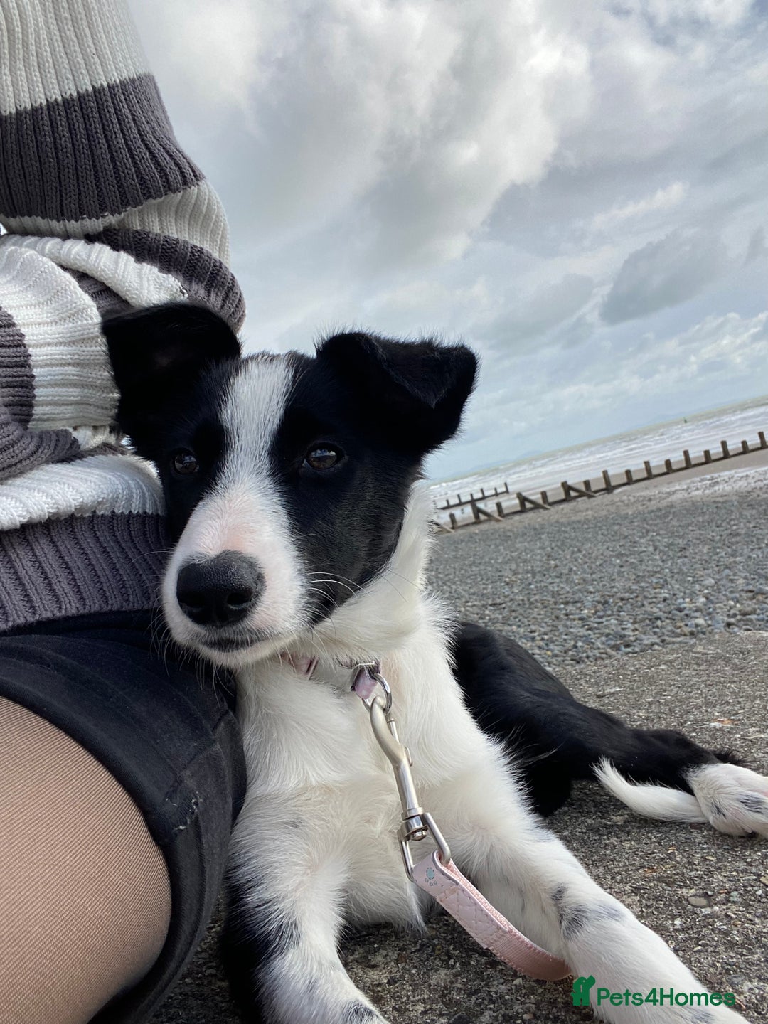 Border Collie dogs for sale: Misty - Advert 3