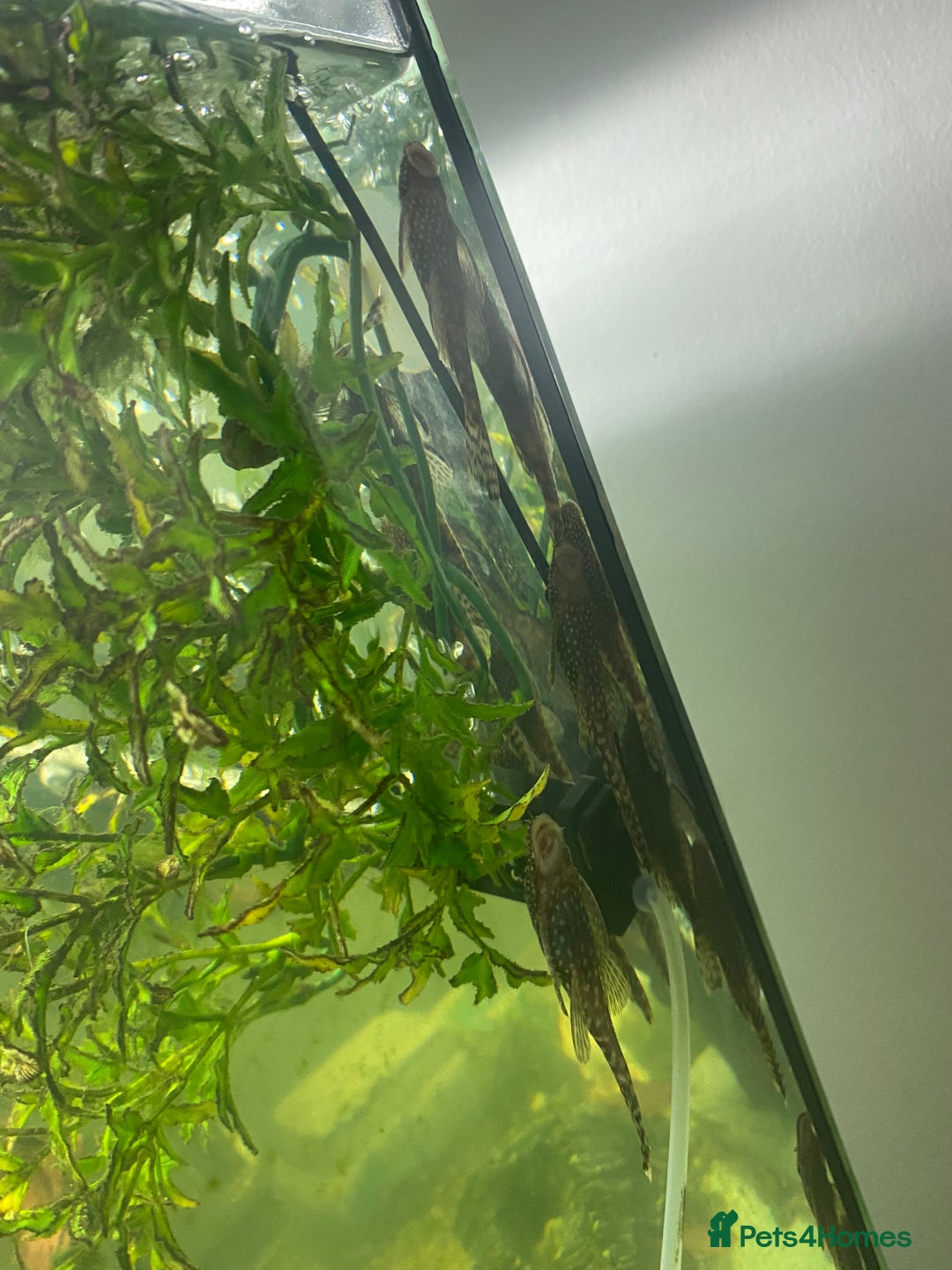 Plecos fish for sale: Plecos  - Advert 4