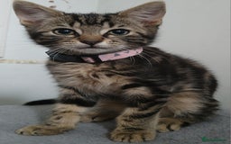 Bengal cats for sale: 2 brothers for sale  - Image 3
