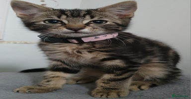 Bengal cats - Advert 11
