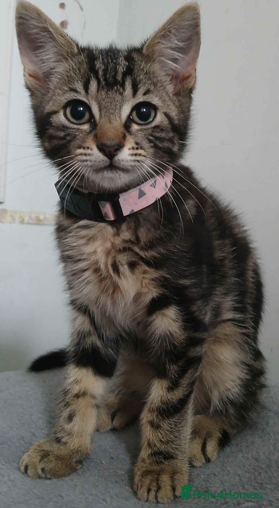 Bengal cats for sale: 2 brothers for sale  - Image 3