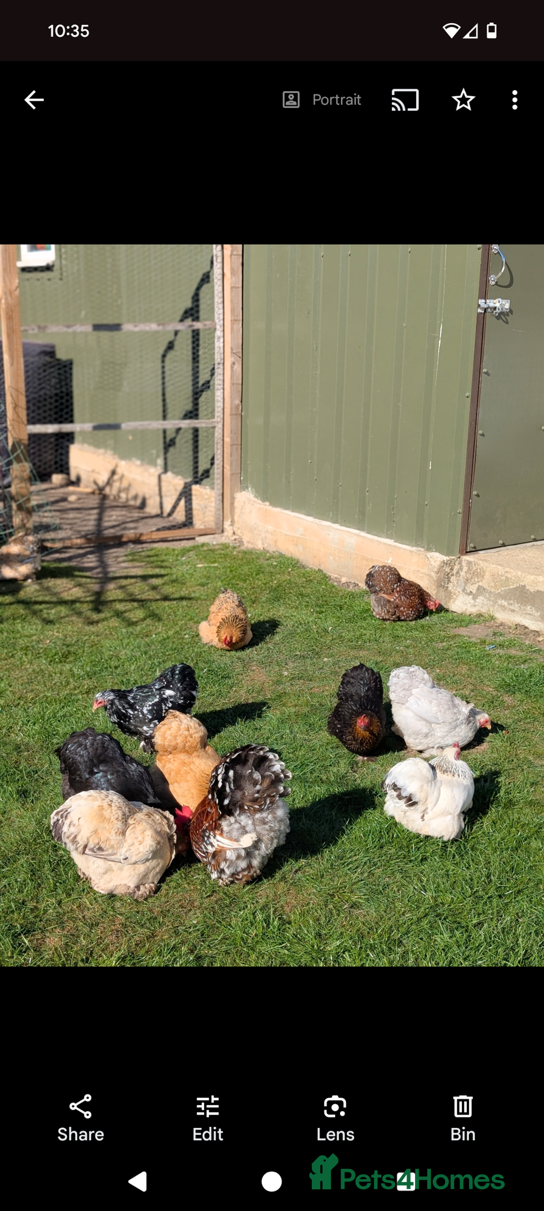 Mixed Breed livestock for sale: pekin bantam, silver L.Wyandotte chicks/growers  - Image 7