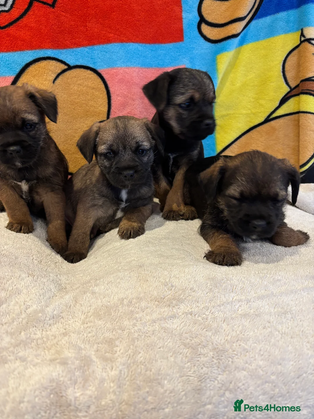 Border Terrier dogs for sale: Border terrier puppy’s ready now  - Advert 8