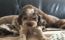 Cocker Spaniel dogs for sale: Outstanding of top quality show type puppies 🌈🐶 - Advert 2
