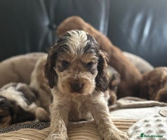 Cocker Spaniel dogs Outstanding of top quality show type puppies 🌈🐶 - Advert 10