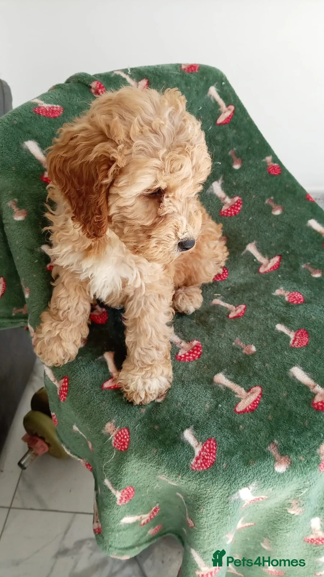 Cockapoo dogs for sale: Male cockerpoo - Advert 2