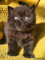 British Shorthair cats - Advert 1