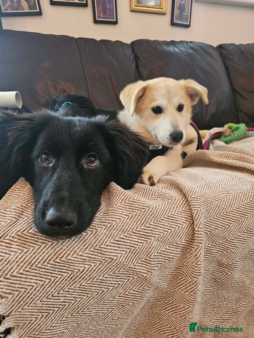 Mixed Breed dogs for adoption: Wren - Costessey Norwich  - Advert 7